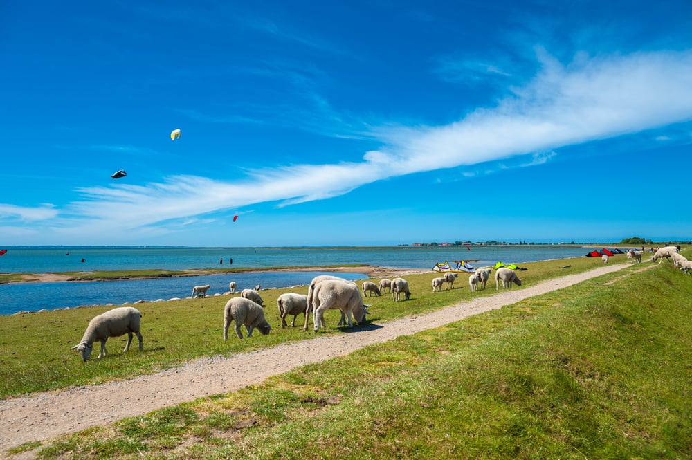 Schafe auf der Ostseeinsel Fehmarn