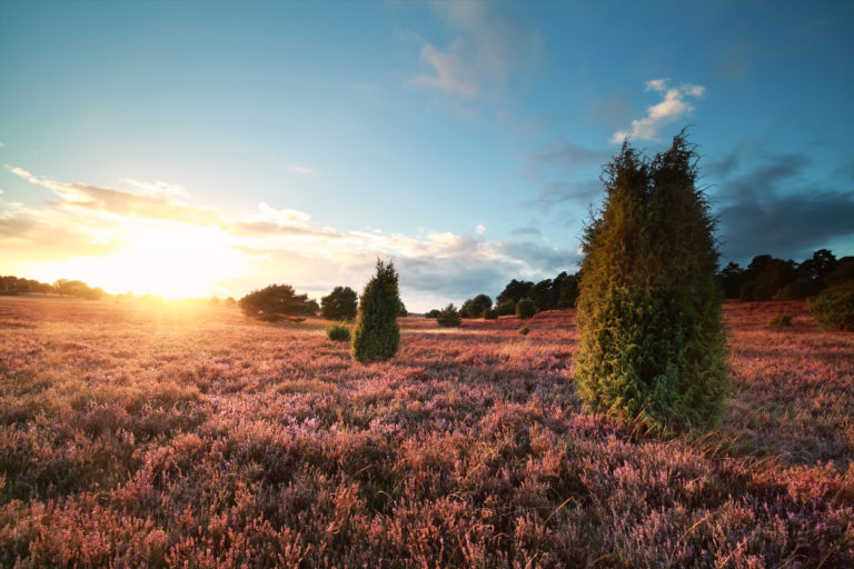 Lüneburger Heide