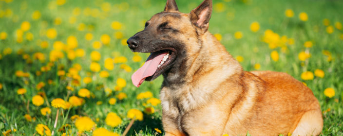Urlaub mit Hund