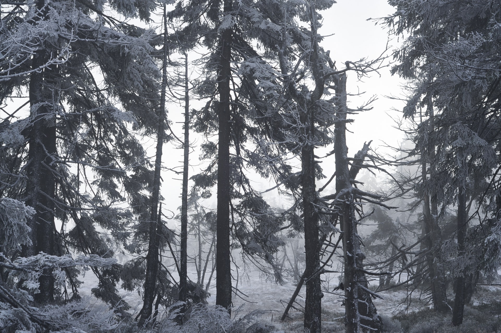 Harzer Winterlandschaft