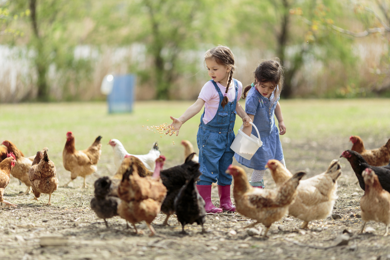 Kinder und Hühner auf einem Bauernhof