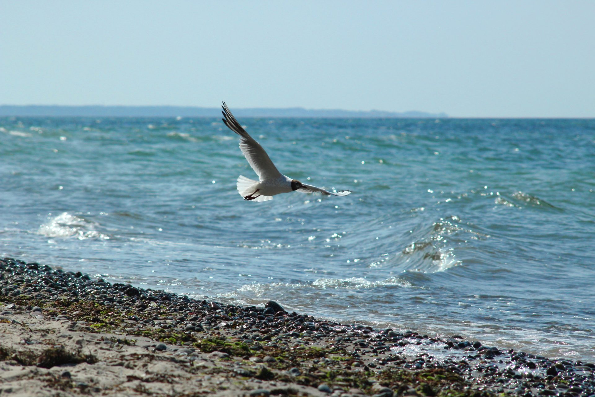 Möwe fliegt über's Wasser an der Ostsee
