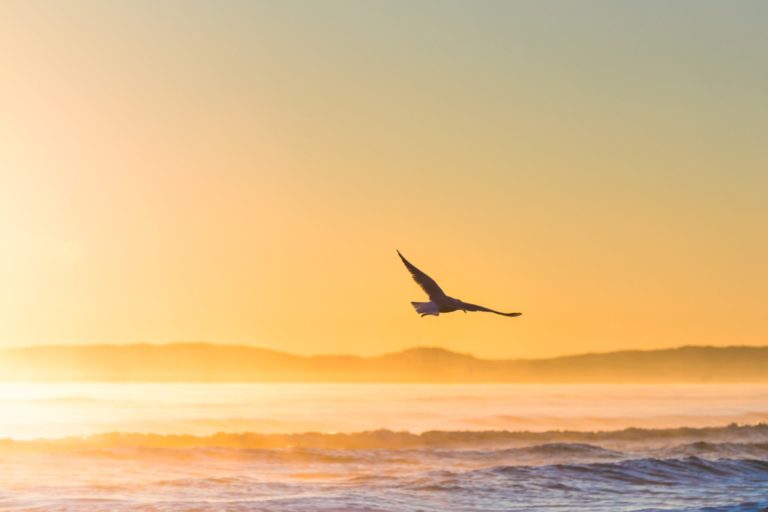 Möwe fliegt im Sonnenuntergang über die Ostsee