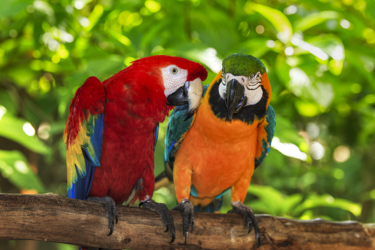 Papageie im Tierpark