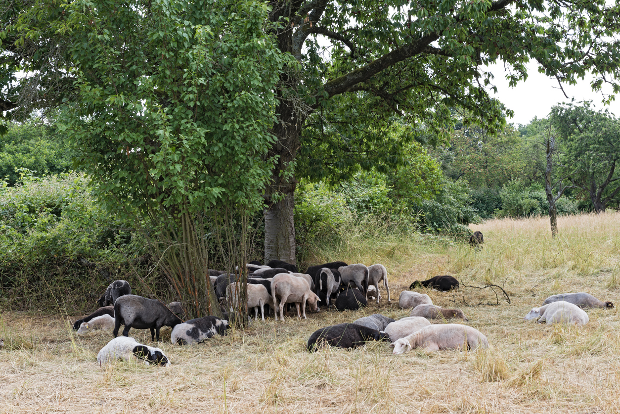 Schafe in der Schwanheimer Düne, Frankfurt am Main