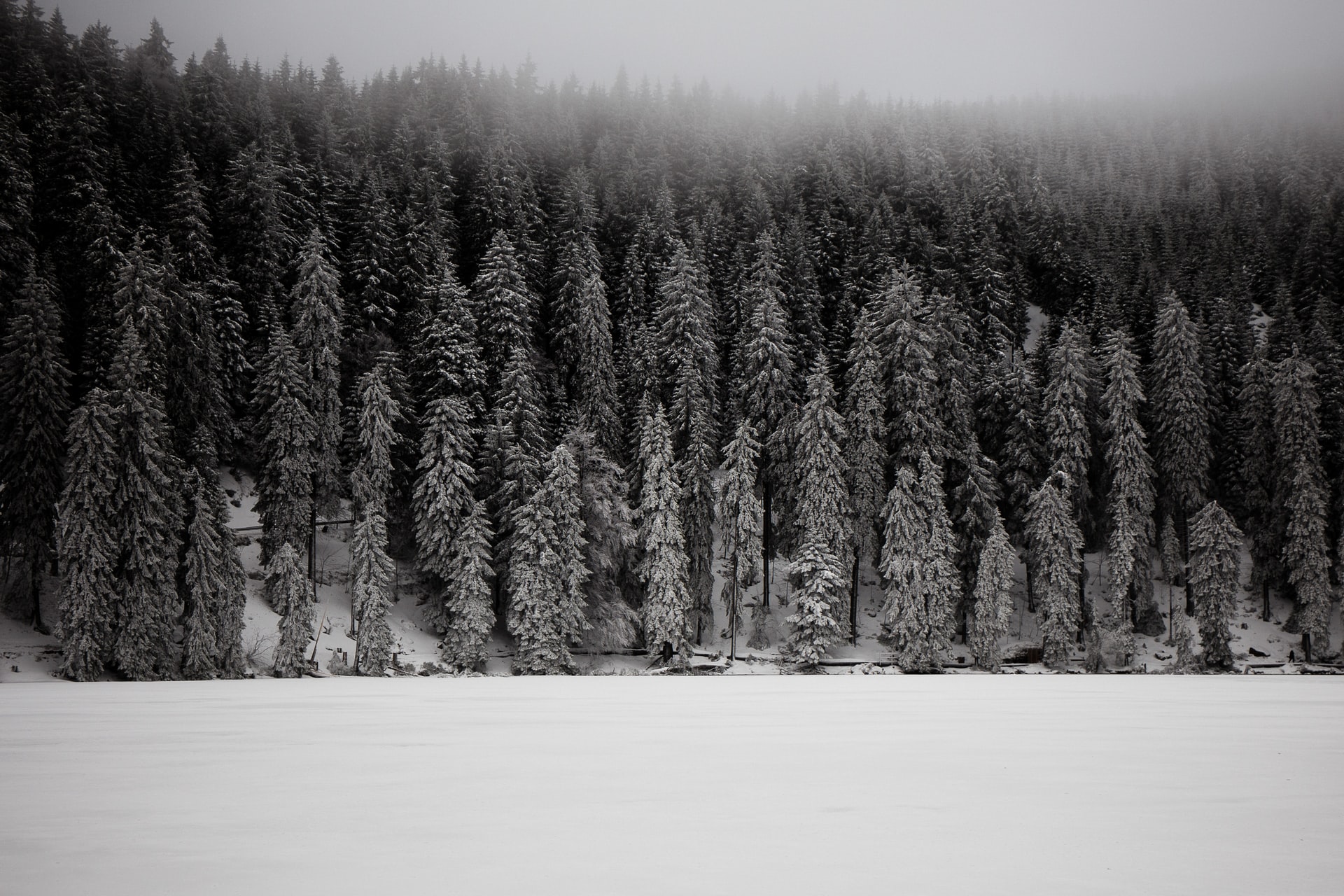 Schwarzwald, Winter