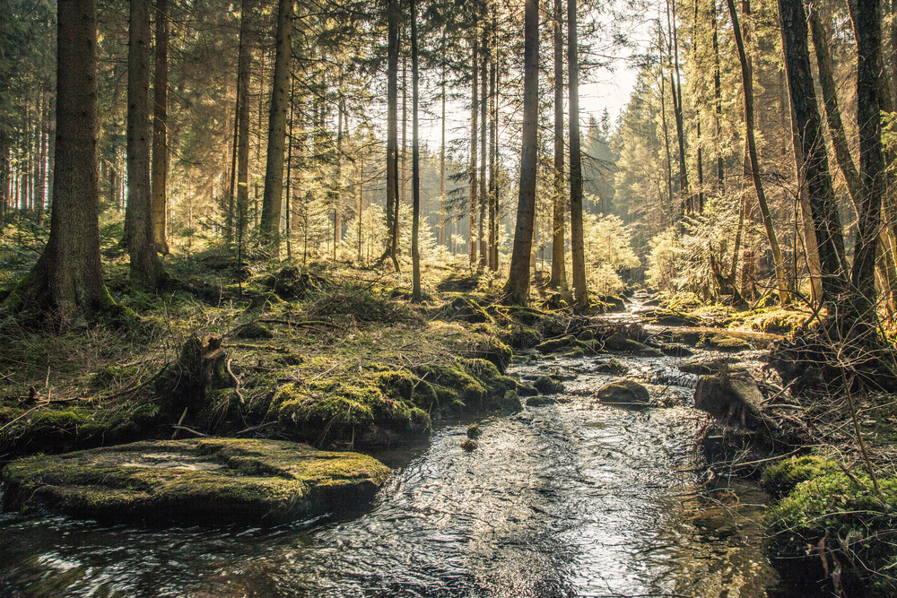 Bayerischer Wald, Natur, Deutschland