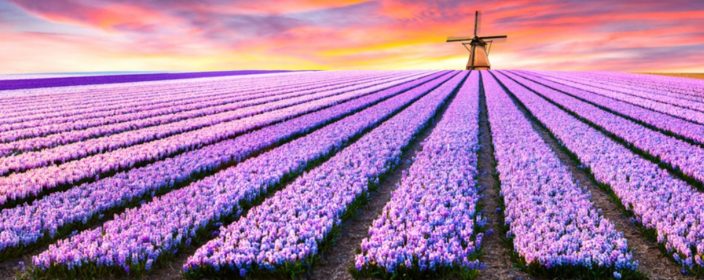 Holland Kurzurlaub Zur Tulpenblute Mit Cooler Unterkunft Nur 26