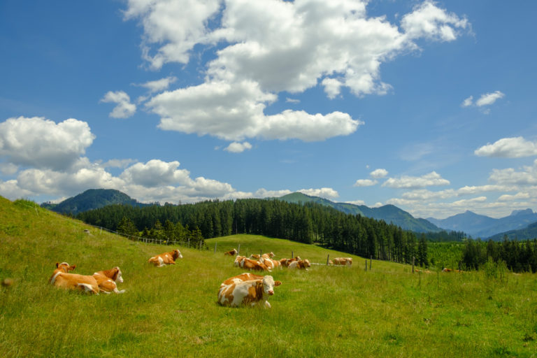 Kühe im Nationalpark Kalkalpen, Österreich
