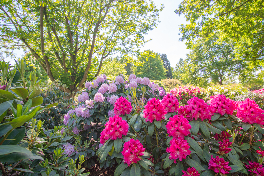 Rhododendron Blumen in Bremen