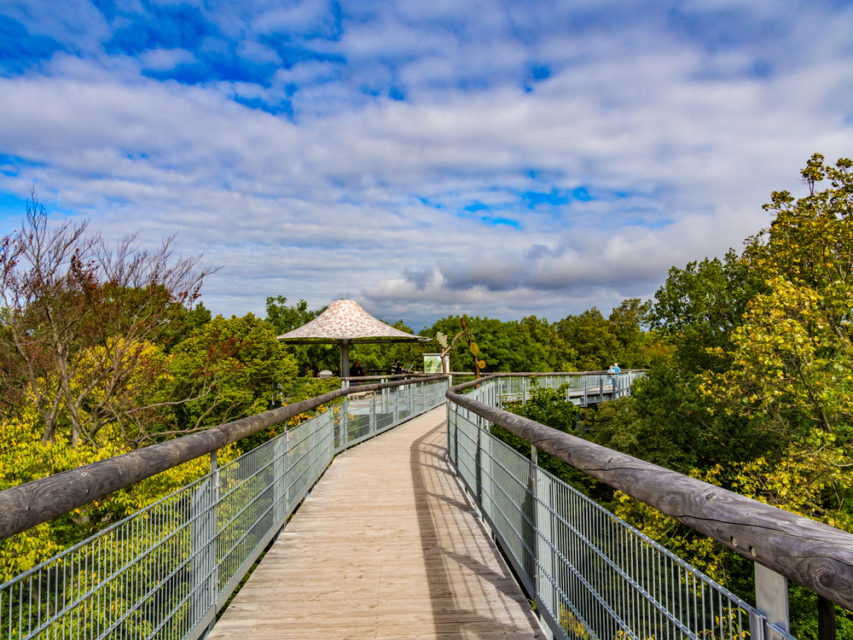 Top 12 Baumwipfelpfade in Deutschland - inkl. Karte & Bilder | 2022 Top 12 Baumwipfelpfade in Deutschland - inkl. Karte & Bilder | 2022