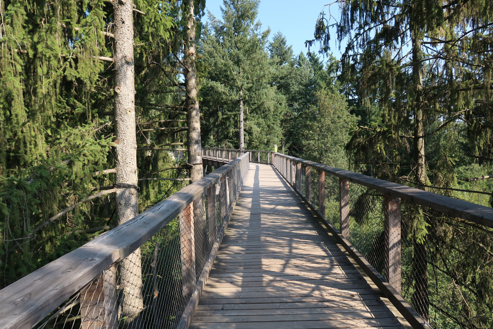 Los 12 mejores paseos por las copas de los árboles en Alemania