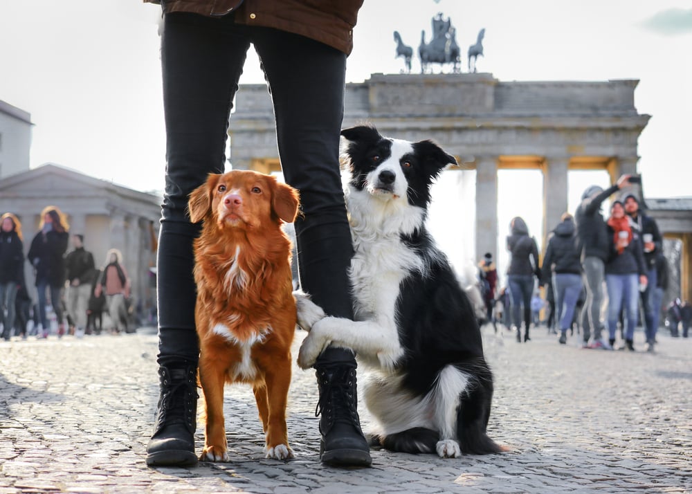 Berlin Urlaub mit Hund