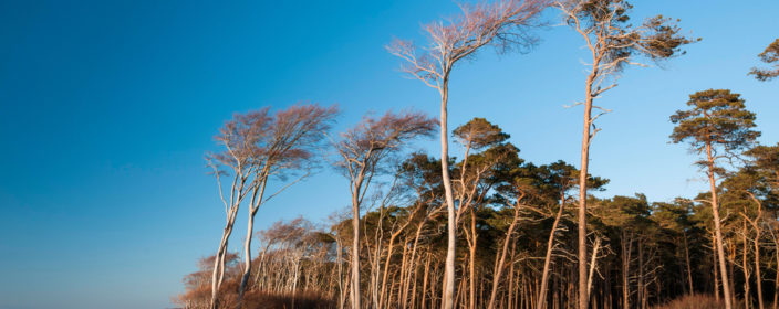 Deutschland, Ostsee, Weststrand Darß