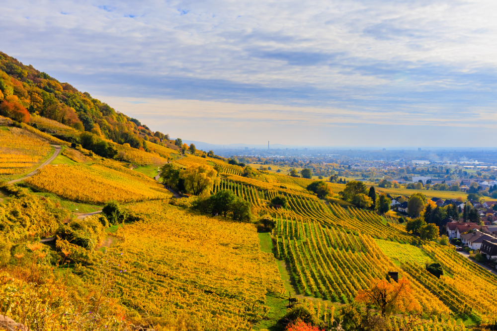 Weinanbaugebiet im Herbst, Baden-Württemberg