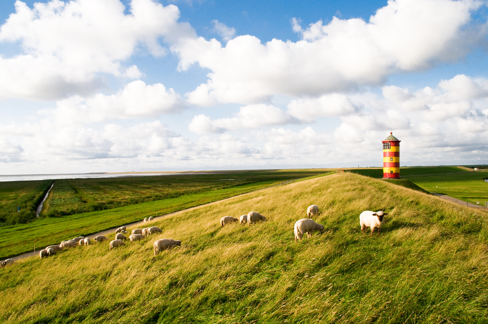 Leuchtturm und Schafe in Niedersachsen