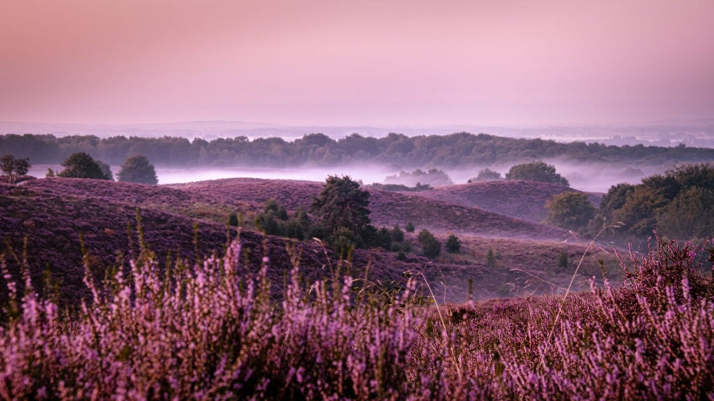 Der Nationalpark Veluwezoom in Holland