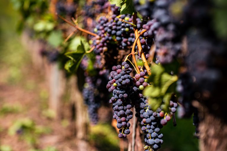 Weinreise in die Pfalz: 3 Tage im 4* Hotel mit Frühstück, Dinner & Extras ab 159€ p.P. Rheinland-Pfalz, Wein