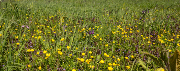 Frühling im Havelland
