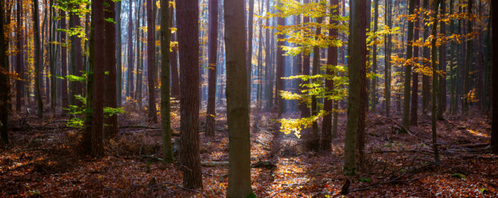 Herbstwald in Brandenburg