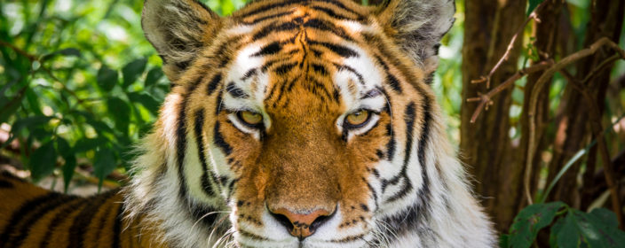 Sibirischer Tiger im Zoologischen Garten Eberswalde