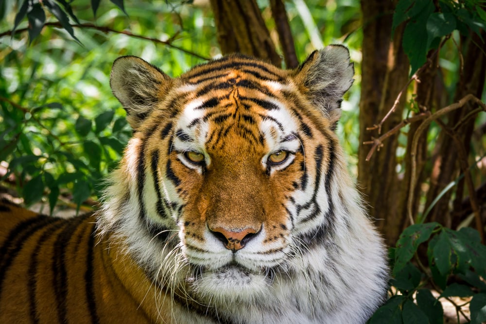 Sibirischer Tiger im Zoologischen Garten Eberswalde