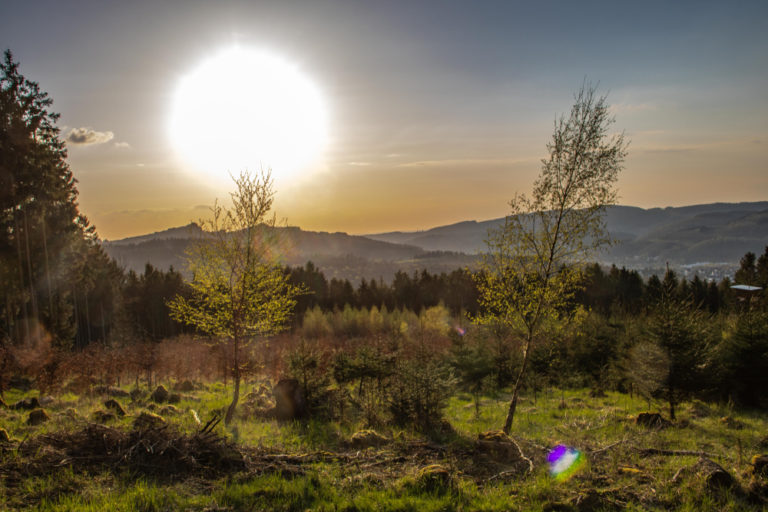 Wald nahe Neunkirchen, Saarland