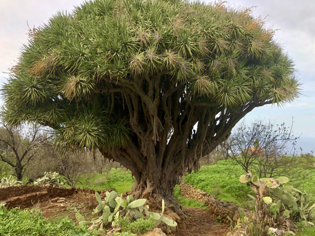 Drachenbaum auf einer Wanderung in Las Tricias im Nordwesten von La Palma