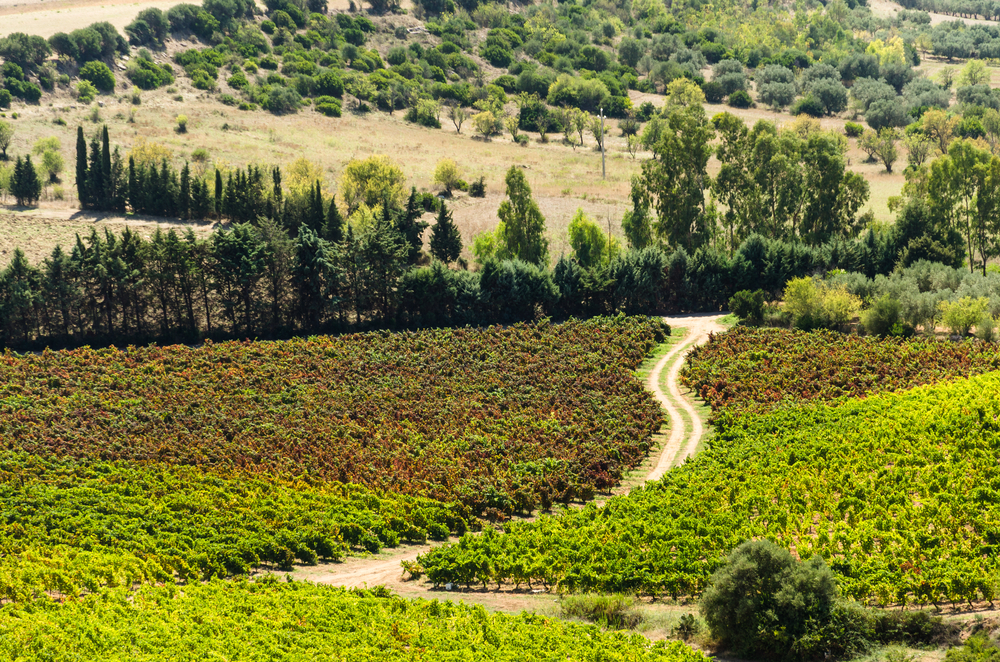 Sardinien, Weinbau
