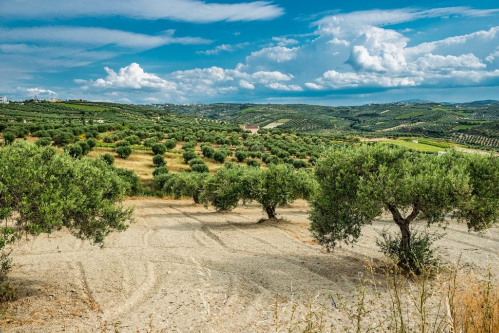 Griechenland, Kreta, Olivenbäume