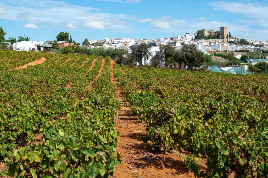 Spanien, Andalusien, Weinbaugebiet Montilla-Moriles
