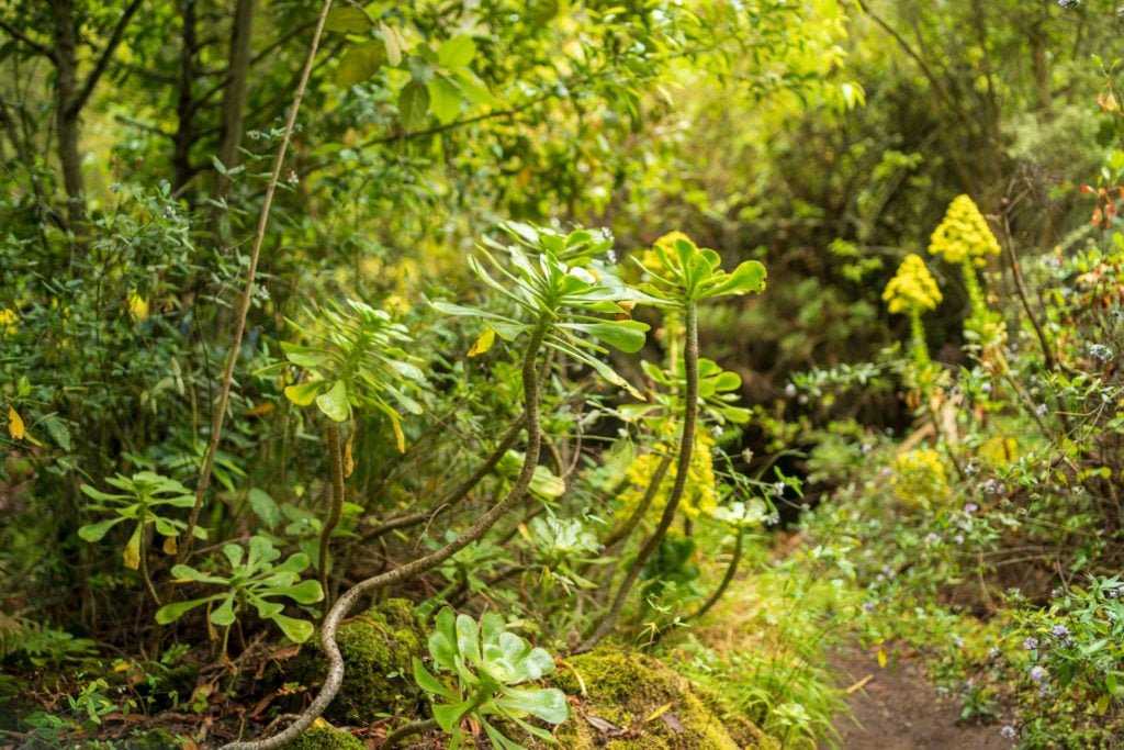 Spanien, Gran Canaria, NaturschutzgebietLos Tilos de Moya