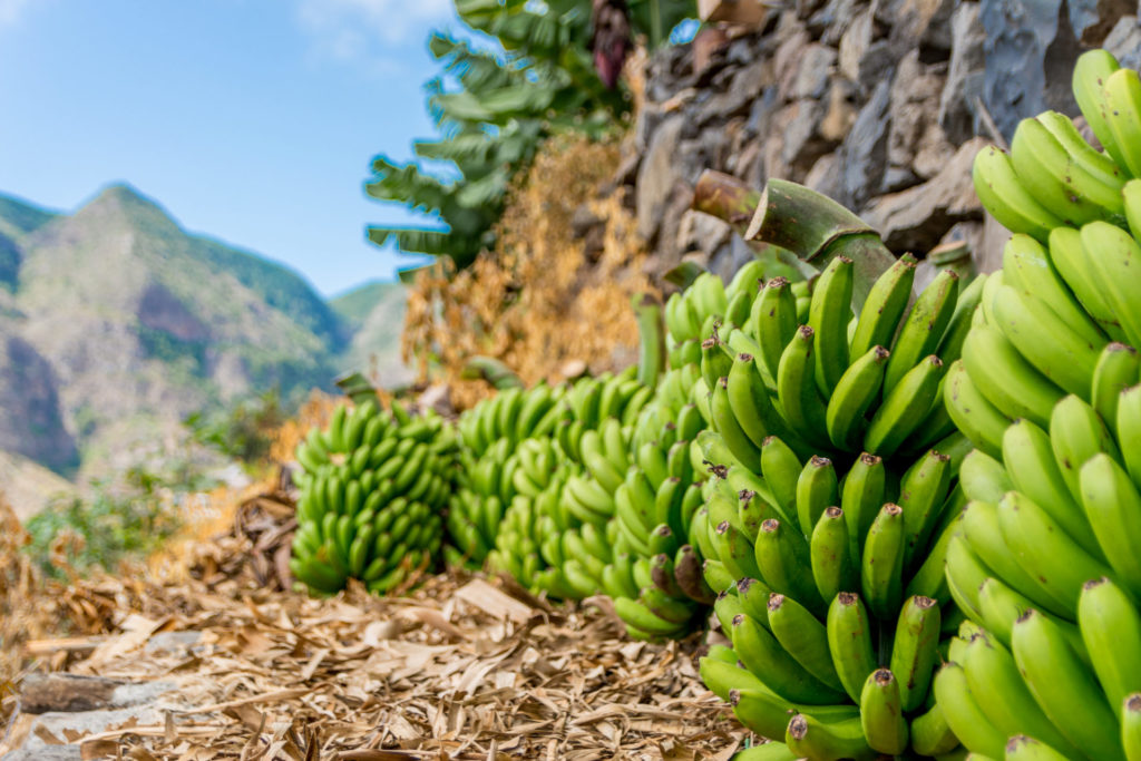 Spanien, Kanaren, La Gomera, Bananen