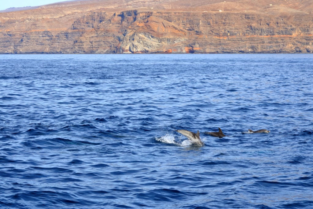 Spanien, La Gomera, Delfine