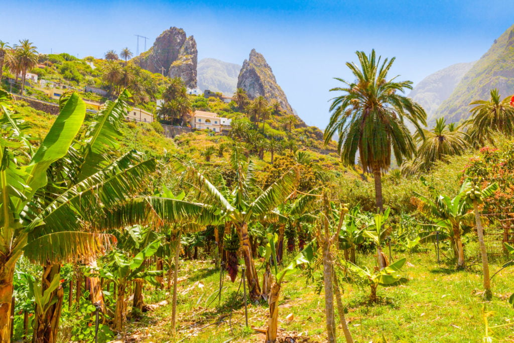 Spanien, La Gomera, Palmen