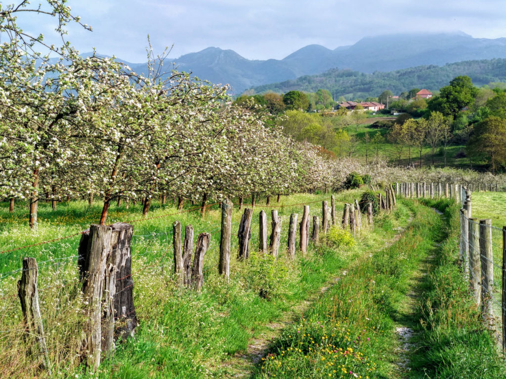 Spanien, Asturien, Apfelbäume