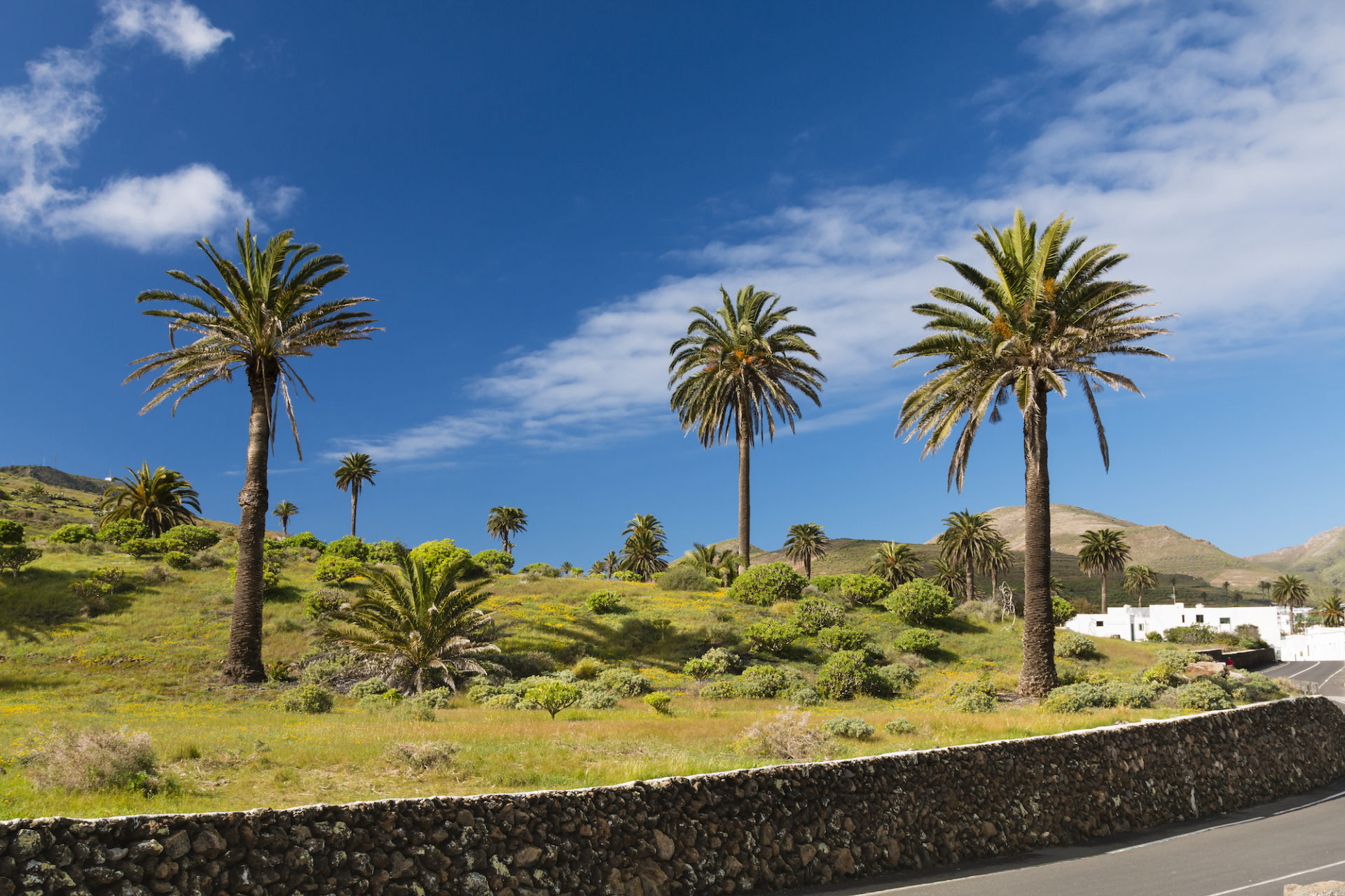 Spanien, Kanaren, Lanzarote, Tal der 1000 Palmen