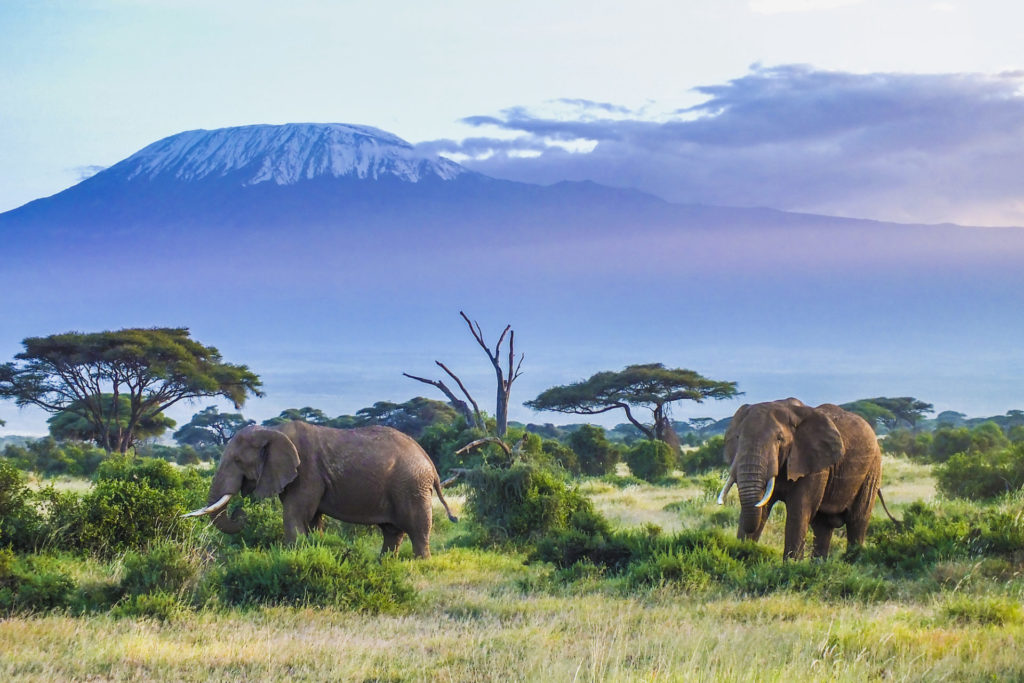 Tansania, Elefanten im Kilimandscharo Nationalpark