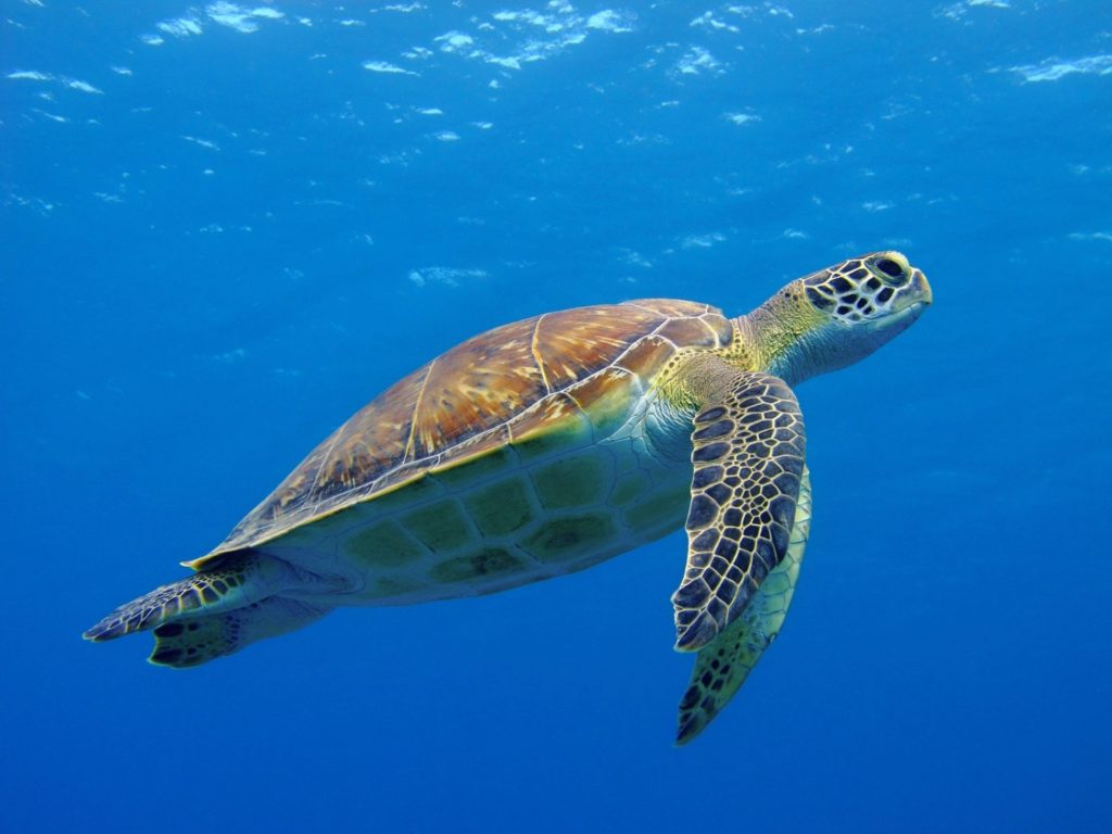 Mit Meeresschildkröten Tauchen