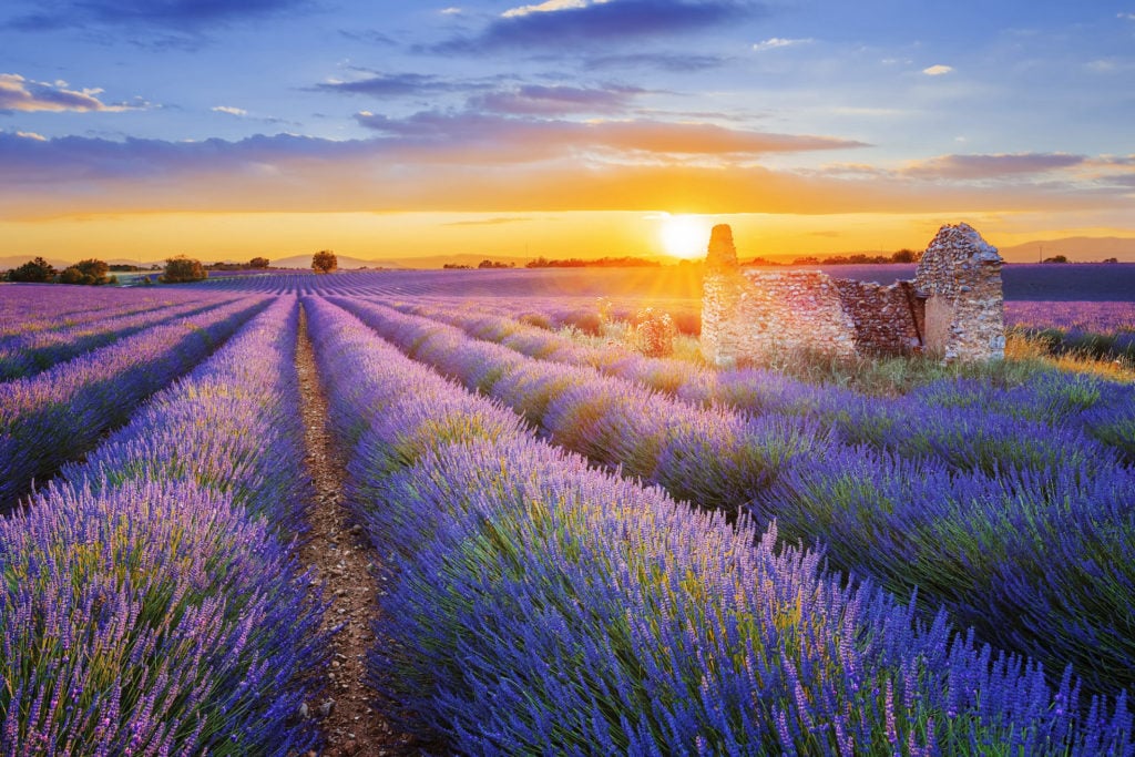 Frankreich, Provence, Lavendelblüte in Valensole