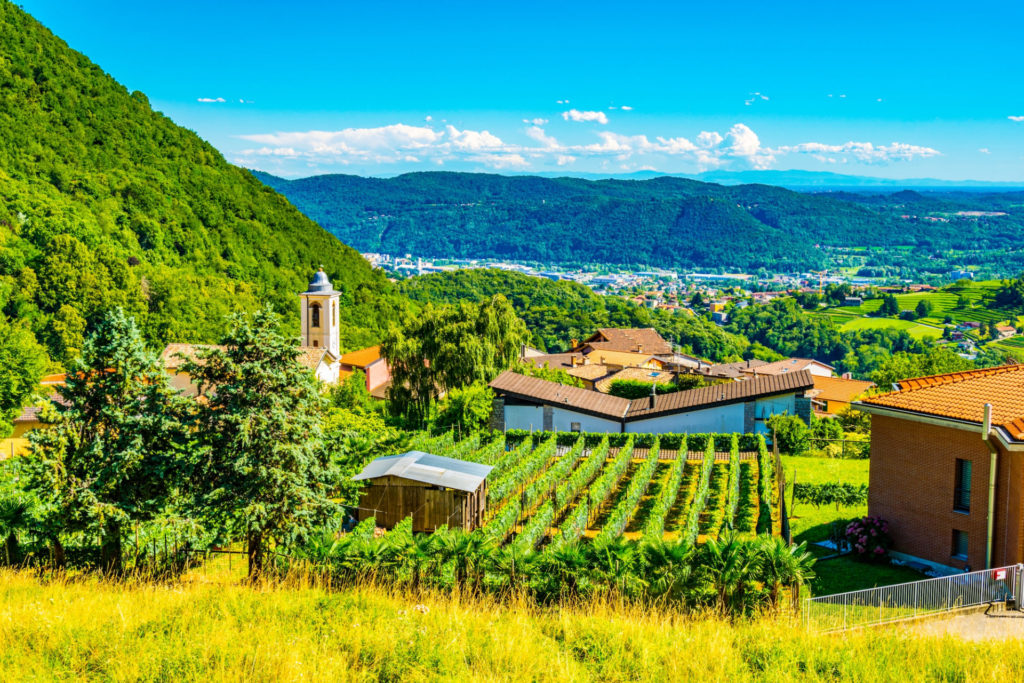 Schweiz, Tessin, Mendrisio, Weinbau