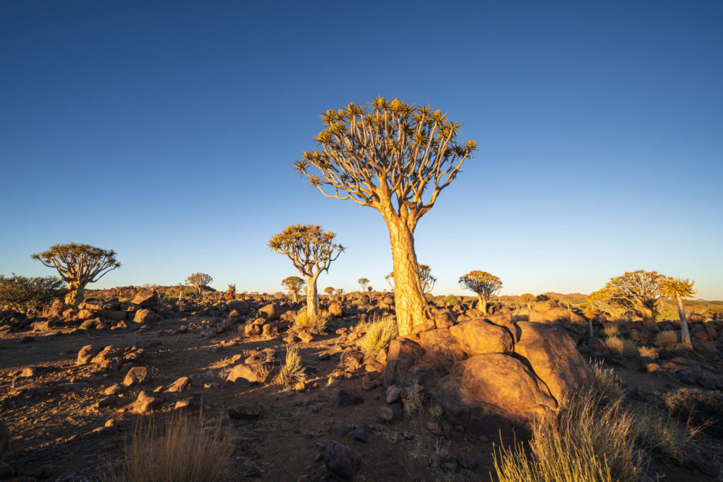 Afrika, Namibia, Keetmanshoop mit Köcherbaumwald