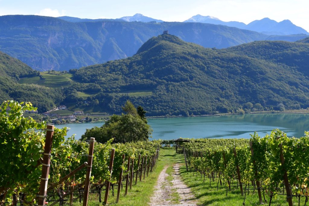 Italien, Südtirol, Weinanbau
