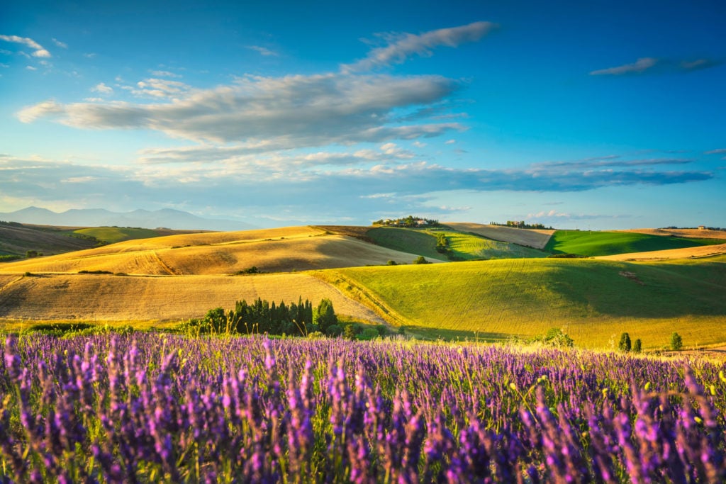 Italien, Toskana, Lavendel