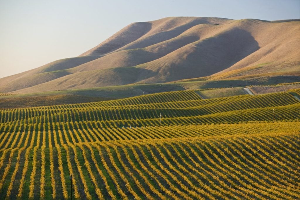 USA, Kalifornien, Weinbau in Santa Maria