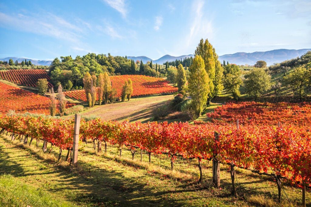 Italien, Umbrien, Anbaugebiet des Rotweins Montefalco's Sagrantino