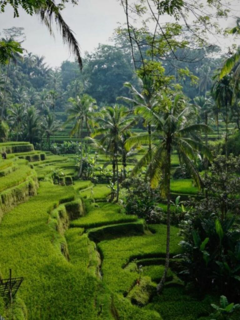 Bali, Cover Image, Webstory