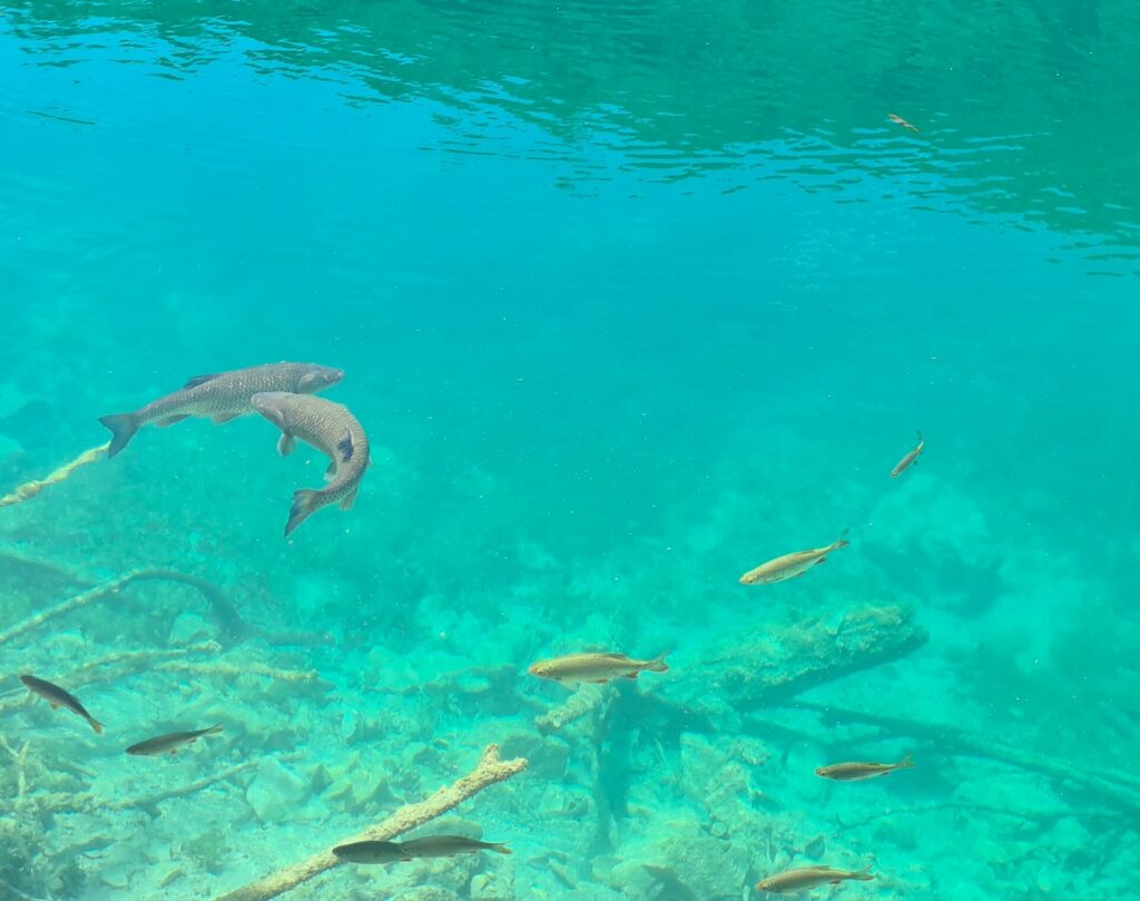 Fische in Plitvicer Seen, Kroatien