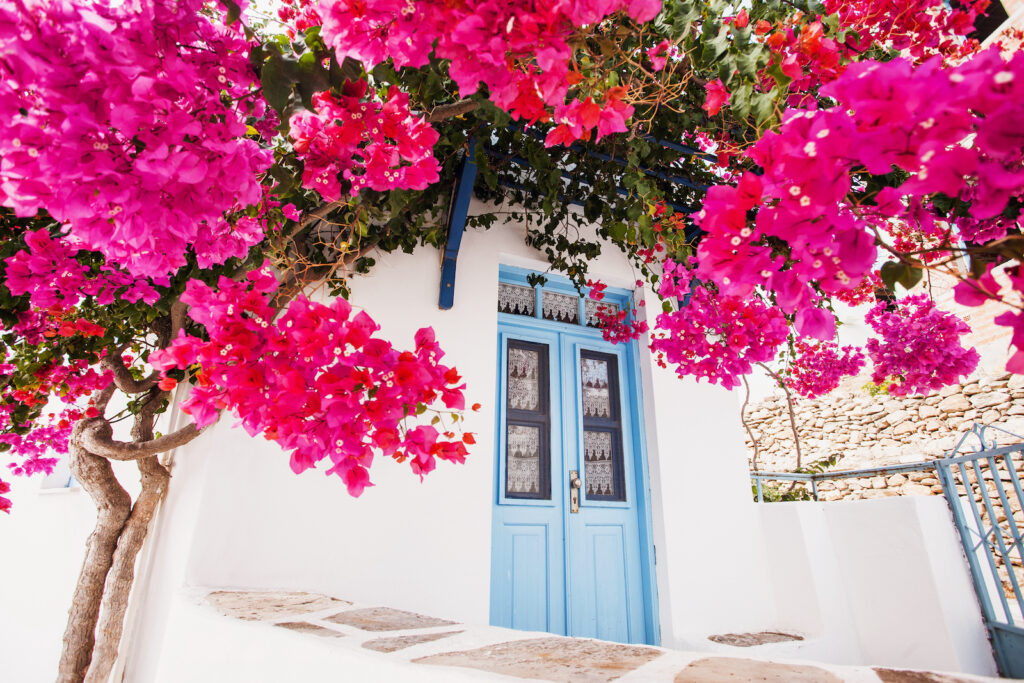 Griechenland, Paros, Blühende Gasse