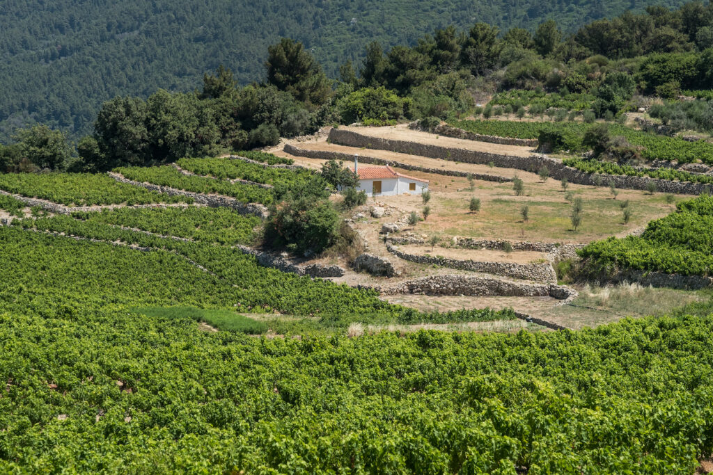 Griechenland, Samos Weinbau